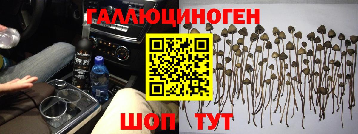 Галлюциногенные грибы Psilocybine cubensis Ростов-на-Дону